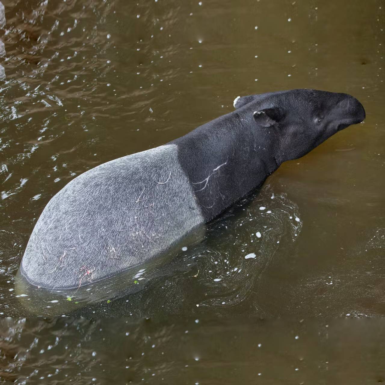 malayan-tapirs-how-long-noses-restore-and-protect-ecosystems-one-earth